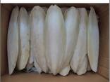 2023 Hot Sale Cuttlefish Bones Dried cuttlefish bone Cuttle fish bone - фото 2