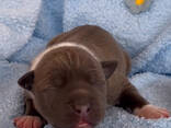 Amstaff cuccioli Blu con Pedigree ENCI - фото 3