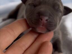 Amstaff cuccioli Blu e Bou Fawn con Pedigree