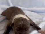 Amstaff cuccioli Blu e Bou Fawn con Pedigree - фото 3