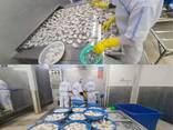 Baby cuttlefish whole frozen seafood wholesale - фото 1