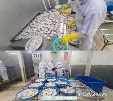Baby cuttlefish whole frozen seafood wholesale