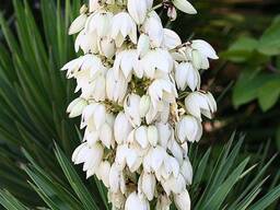 Flowers of life