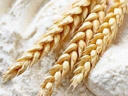 FARINA all'ingrosso in sacchi da 50 kg e confezioni da 1 kg