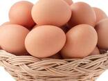 Bulk Fresh Table Eggs - Fresh Chicken Table Eggs/ Fresh Chicken Hatching Eggs for sale - фото 1