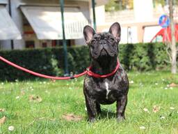 Bulldog francese, ragazza