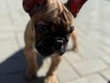 Bulldog francesi mini - фото 1