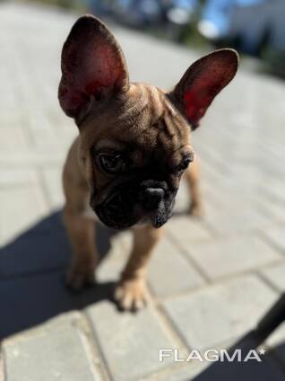 Bulldog francesi mini