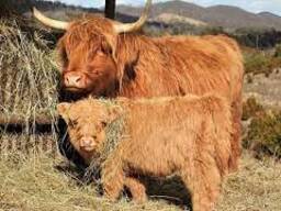Cattle available for rehoming