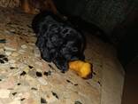 Cocker Spaniel inglese - photo 1