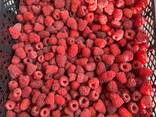 Collaborazione per la fornitura di frutti di bosco surgelati dalla Bielorussia 2025 - photo 4
