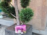 Collagene - фото 1