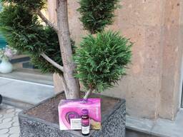 Collagene