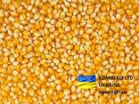Corn \ Кукуруза - фото 1
