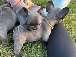 Cuccioli di bulldog francese