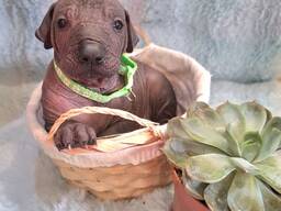 Cuccioli di cane messicano senza pelo (Xoloitzcuintli)