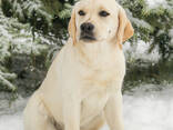 Cuccioli di Labrador Retriever di alta qualità - фото 2