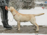 Cuccioli di Labrador Retriever di alta qualità - фото 7