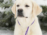 Cuccioli di Labrador Retriever di alta qualità - фото 8