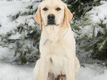Cuccioli di Labrador Retriever di alta qualità - фото 9