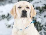 Cuccioli di Labrador Retriever di alta qualità - фото 13