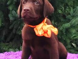 Cuccioli di Labrador Retriever di alta razza, allevati