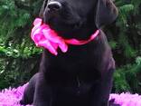 Cuccioli di Labrador Retriever di alta razza, allevati - фото 2