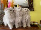 Cuccioli persiano chinchilla - silver