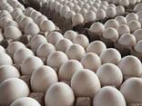 Bulk Fresh Table Eggs - Fresh Chicken Table Eggs/ Fresh Chicken Hatching Eggs for sale - фото 2
