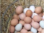 Bulk Fresh Table Eggs - Fresh Chicken Table Eggs/ Fresh Chicken Hatching Eggs for sale - фото 1