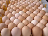 Bulk Fresh Table Eggs - Fresh Chicken Table Eggs/ Fresh Chicken Hatching Eggs for sale - фото 3