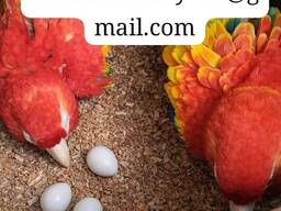 Fertile Parrot Eggs for Sale – International Shipping