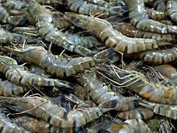 Freschi all'ingrosso di alta qualità/gamberi selvatici/frutti di mare refrigerati