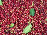 Fresh Arabica Coffee roasted coffee beans suppliers - photo 1