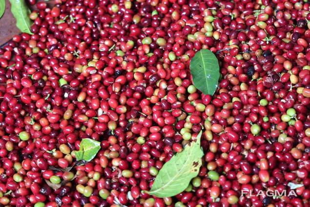Fresh Arabica Coffee roasted coffee beans suppliers