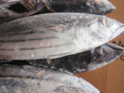 Frozen Whole skipjack Tuna Fish