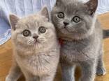 Gattini British Shorthair di razza Cobby - photo 1