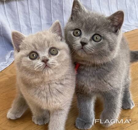 Gattini British Shorthair di razza Cobby