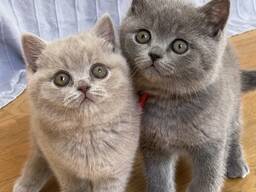Gattini British Shorthair di razza Cobby