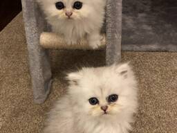 Gattini persiani in vendita.