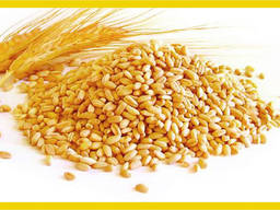 Grano