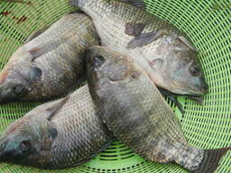 High-Quality Tilapia Manufacturers Fresh Frozen Whole Tilapia Fish