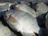 High-Quality Tilapia Manufacturers Fresh Frozen Whole Tilapia Fish - фото 2