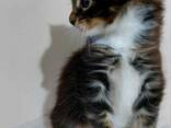 Gattini Maine Coon - photo 1