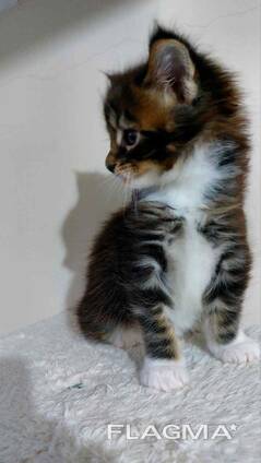 Gattini Maine Coon