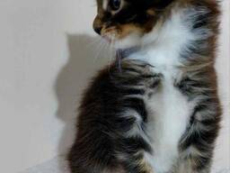 Gattini Maine Coon