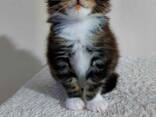 Gattini Maine Coon - photo 2