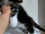 Gattini Maine Coon - photo 3