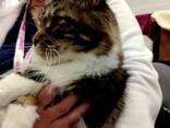 Gattini Maine Coon - photo 4