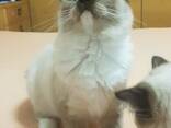 Котята регдолл - фото 1
